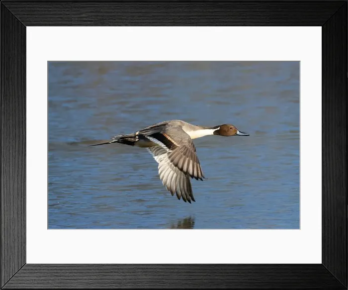 Framed Print : Northern pintail (Anas acuta), George C Reifel Migratory Bird Sanctuary, British Columbia, Canada Framed Print : Northern pintail (Anas acuta), George C Reifel Migratory Bird Sanctuary, British Columbia, Canada