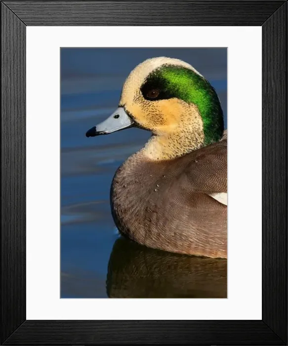 Framed Print : American wigeon (Mareca americana), George C Reifel Migratory Bird Sanctuary, British Columbia, Canada Framed Print : American wigeon (Mareca americana), George C Reifel Migratory Bird Sanctuary, British Columbia, Canada