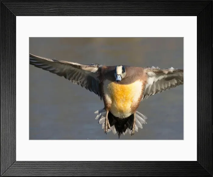 Framed Print : American wigeon (Mareca americana), George C Reifel Migratory Bird Sanctuary, British Columbia, Canada Framed Print : American wigeon (Mareca americana), George C Reifel Migratory Bird Sanctuary, British Columbia, Canada