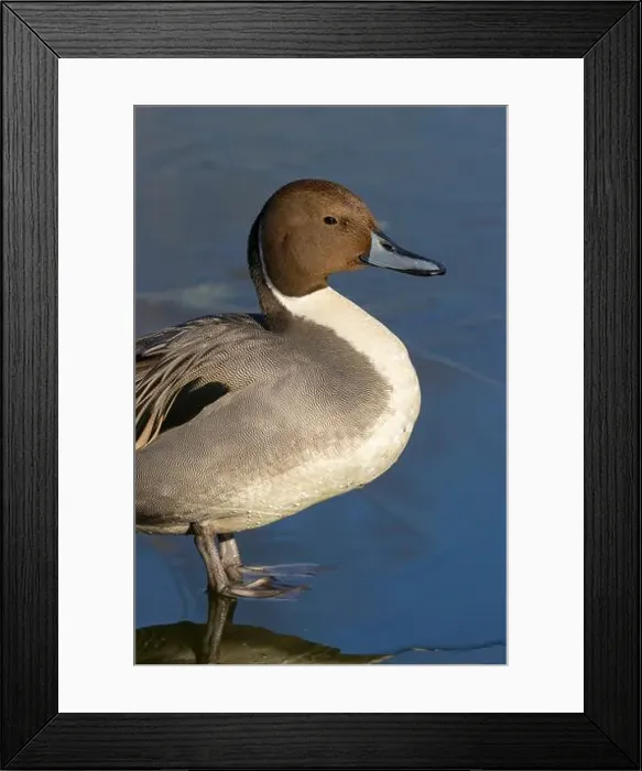 Framed Print : Northern pintail (Anas acuta), George C Reifel Migratory Bird Sanctuary, British Columbia, Canada Framed Print : Northern pintail (Anas acuta), George C Reifel Migratory Bird Sanctuary, British Columbia, Canada