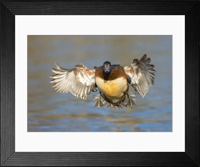 Framed Print : American wigeon (Mareca americana), George C Reifel Migratory Bird Sanctuary, British Columbia, Canada Framed Print : American wigeon (Mareca americana), George C Reifel Migratory Bird Sanctuary, British Columbia, Canada