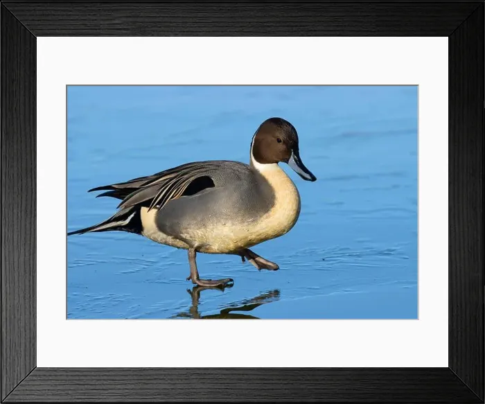 Framed Print : Northern pintail (Anas acuta), George C Reifel Migratory Bird Sanctuary, British Columbia, Canada Framed Print : Northern pintail (Anas acuta), George C Reifel Migratory Bird Sanctuary, British Columbia, Canada