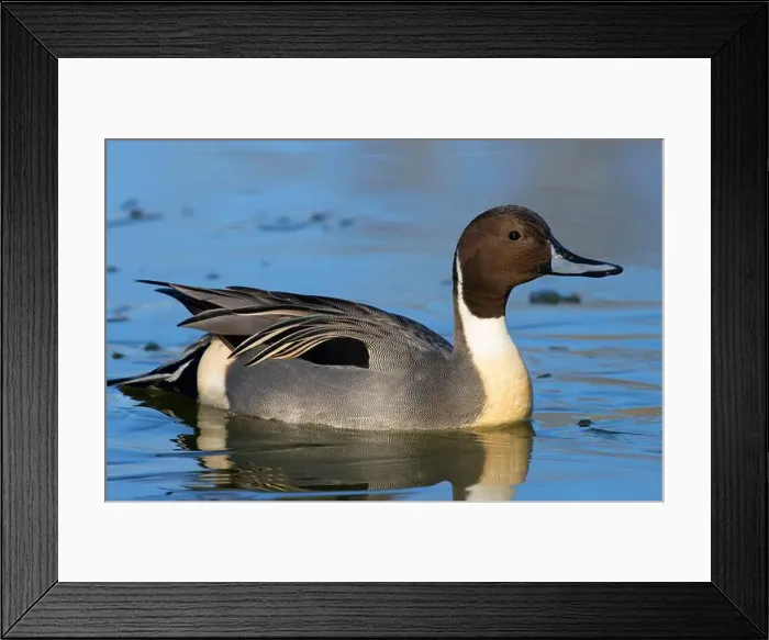 Framed Print : Northern pintail (Anas acuta), George C Reifel Migratory Bird Sanctuary, British Columbia, Canada Framed Print : Northern pintail (Anas acuta), George C Reifel Migratory Bird Sanctuary, British Columbia, Canada