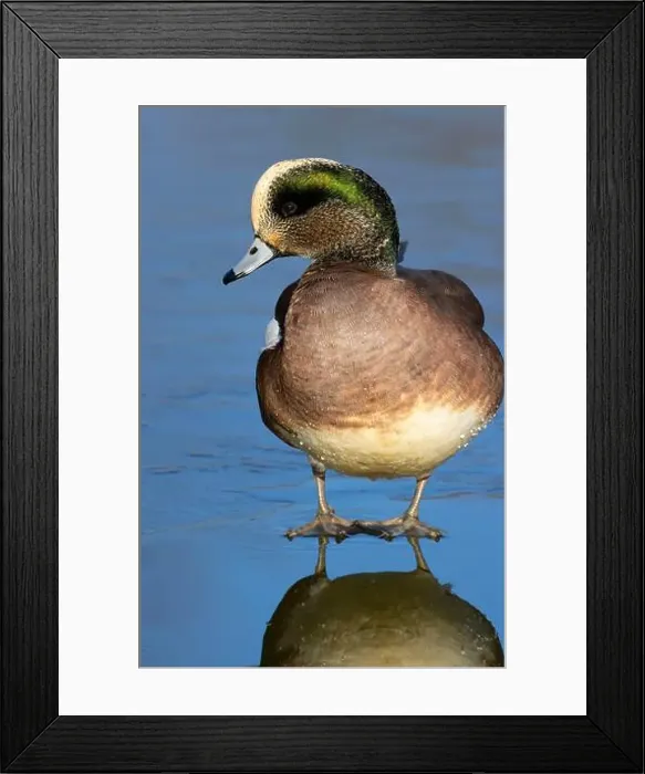 Framed Print : American wigeon (Mareca americana), George C Reifel Migratory Bird Sanctuary, British Columbia, Canada Framed Print : American wigeon (Mareca americana), George C Reifel Migratory Bird Sanctuary, British Columbia, Canada