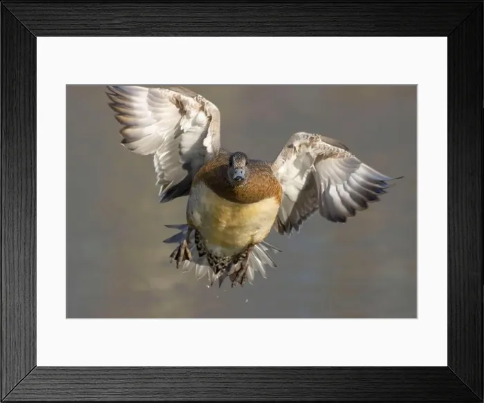 Framed Print : American wigeon (Mareca americana), George C Reifel Migratory Bird Sanctuary, British Columbia, Canada Framed Print : American wigeon (Mareca americana), George C Reifel Migratory Bird Sanctuary, British Columbia, Canada