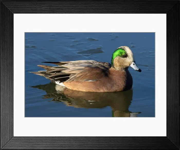 Framed Print : American wigeon (Mareca americana), George C Reifel Migratory Bird Sanctuary, British Columbia, Canada Framed Print : American wigeon (Mareca americana), George C Reifel Migratory Bird Sanctuary, British Columbia, Canada
