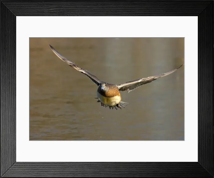 Framed Print : American wigeon (Mareca americana), George C Reifel Migratory Bird Sanctuary, British Columbia, Canada Framed Print : American wigeon (Mareca americana), George C Reifel Migratory Bird Sanctuary, British Columbia, Canada