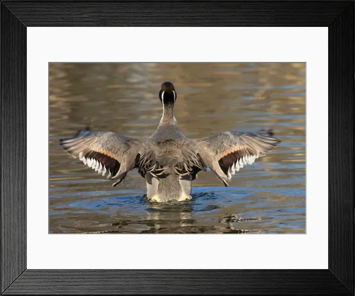 Framed Print : Northern pintail (Anas acuta), George C Reifel Migratory Bird Sanctuary, British Columbia, Canada Framed Print : Northern pintail (Anas acuta), George C Reifel Migratory Bird Sanctuary, British Columbia, Canada