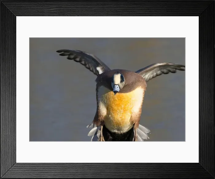 Framed Print : American wigeon (Mareca americana), George C Reifel Migratory Bird Sanctuary, British Columbia, Canada Framed Print : American wigeon (Mareca americana), George C Reifel Migratory Bird Sanctuary, British Columbia, Canada