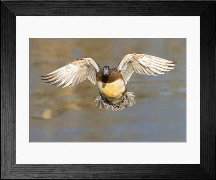 Framed Print : American wigeon (Mareca americana), George C Reifel Migratory Bird Sanctuary, British Columbia, Canada Framed Print : American wigeon (Mareca americana), George C Reifel Migratory Bird Sanctuary, British Columbia, Canada