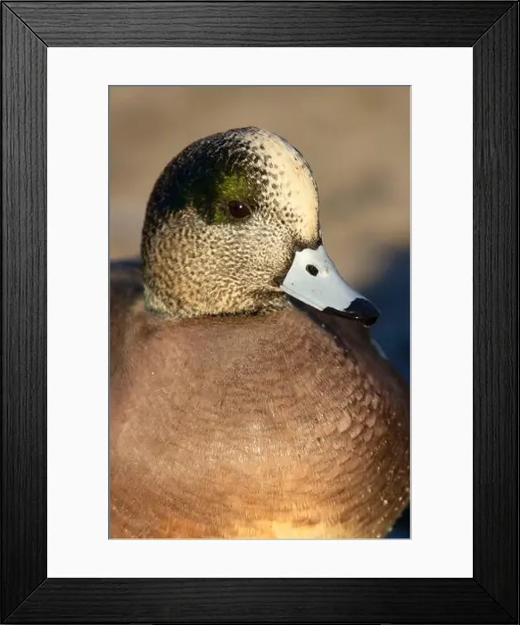 Framed Print : American wigeon (Mareca americana), George C Reifel Migratory Bird Sanctuary, British Columbia, Canada Framed Print : American wigeon (Mareca americana), George C Reifel Migratory Bird Sanctuary, British Columbia, Canada