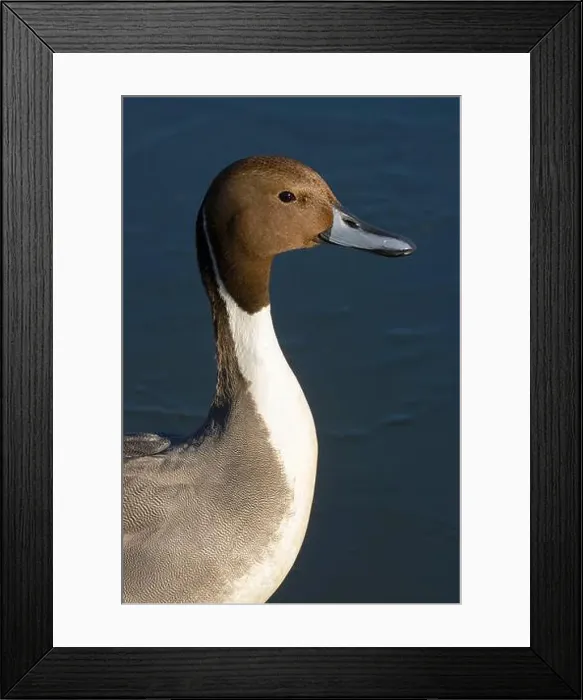 Framed Print : Northern pintail (Anas acuta), George C Reifel Migratory Bird Sanctuary, British Columbia, Canada Framed Print : Northern pintail (Anas acuta), George C Reifel Migratory Bird Sanctuary, British Columbia, Canada
