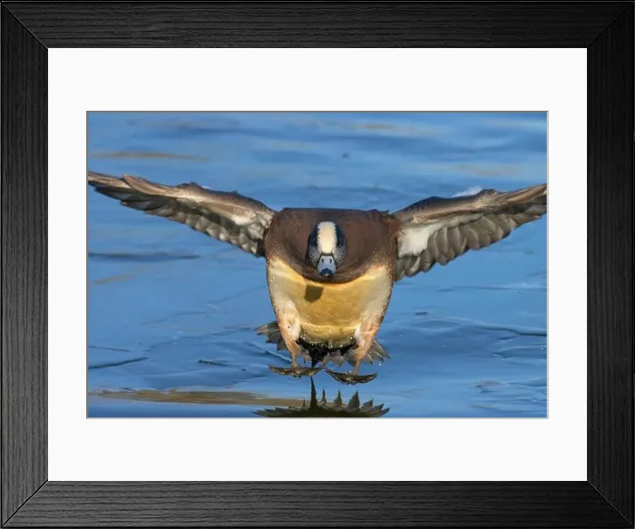 Framed Print : American wigeon (Mareca americana), George C Reifel Migratory Bird Sanctuary, British Columbia, Canada Framed Print : American wigeon (Mareca americana), George C Reifel Migratory Bird Sanctuary, British Columbia, Canada