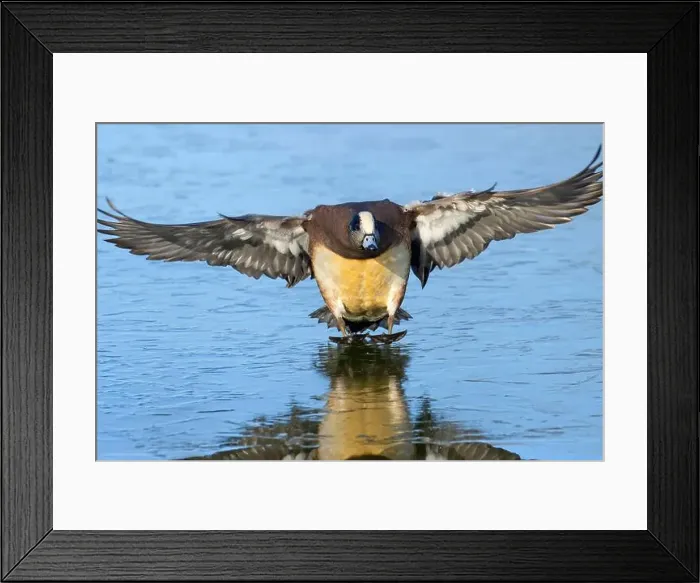 Framed Print : American wigeon (Mareca americana), George C Reifel Migratory Bird Sanctuary, British Columbia, Canada Framed Print : American wigeon (Mareca americana), George C Reifel Migratory Bird Sanctuary, British Columbia, Canada