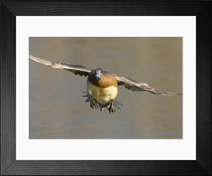 Framed Print : American wigeon (Mareca americana), George C Reifel Migratory Bird Sanctuary, British Columbia, Canada Framed Print : American wigeon (Mareca americana), George C Reifel Migratory Bird Sanctuary, British Columbia, Canada