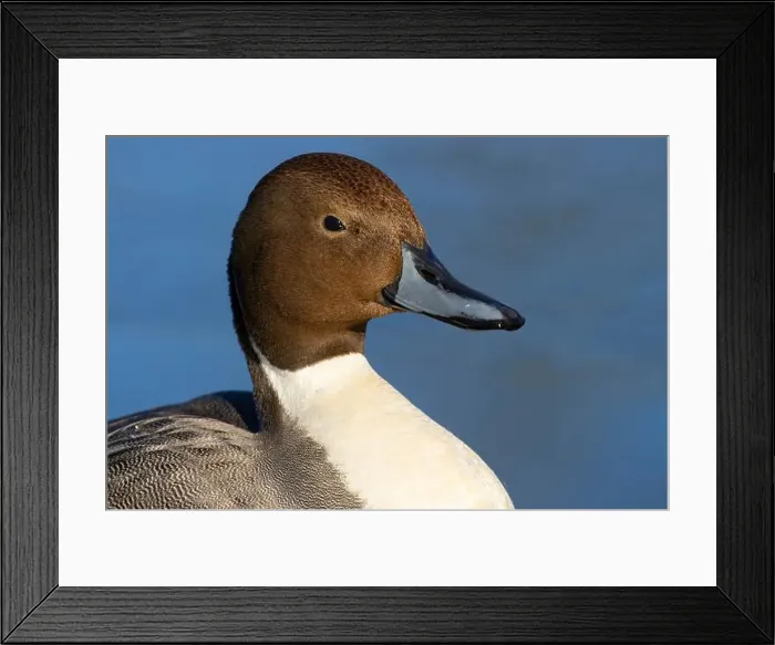 Framed Print : Northern pintail (Anas acuta), George C Reifel Migratory Bird Sanctuary, British Columbia, Canada Framed Print : Northern pintail (Anas acuta), George C Reifel Migratory Bird Sanctuary, British Columbia, Canada