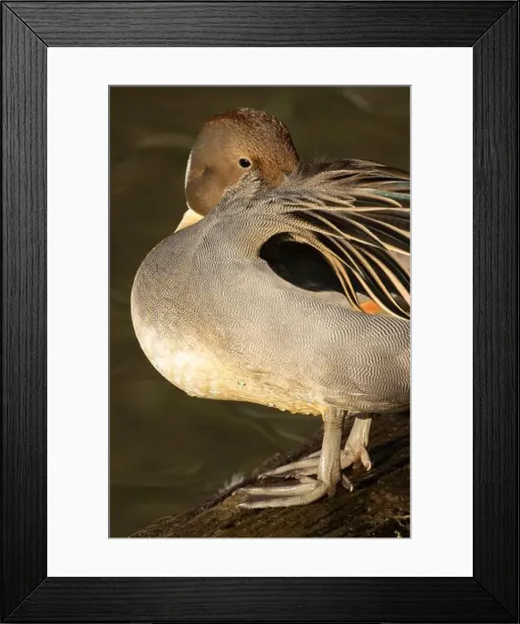 Framed Print : Northern pintail (Anas acuta), George C Reifel Migratory Bird Sanctuary, British Columbia, Canada Framed Print : Northern pintail (Anas acuta), George C Reifel Migratory Bird Sanctuary, British Columbia, Canada