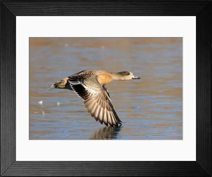 Framed Print : American wigeon (Mareca americana), George C Reifel Migratory Bird Sanctuary, British Columbia, Canada Framed Print : American wigeon (Mareca americana), George C Reifel Migratory Bird Sanctuary, British Columbia, Canada