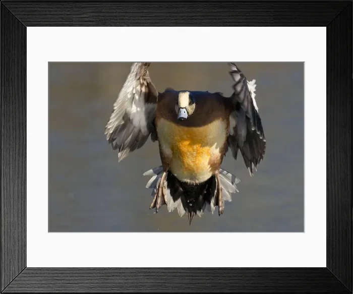 Framed Print : American wigeon (Mareca americana), George C Reifel Migratory Bird Sanctuary, British Columbia, Canada Framed Print : American wigeon (Mareca americana), George C Reifel Migratory Bird Sanctuary, British Columbia, Canada