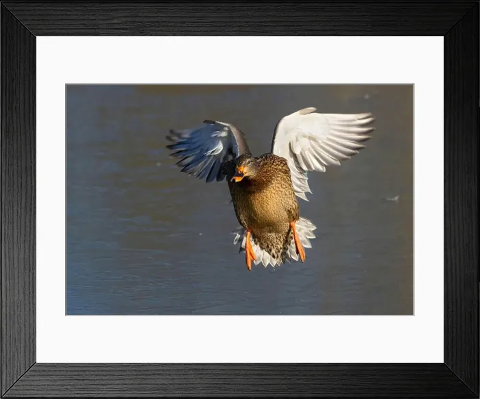 Framed Print : Mallard (Anas platyrhynchos), George C Reifel Migratory Bird Sanctuary, British Columbia, Canada Framed Print : Mallard (Anas platyrhynchos), George C Reifel Migratory Bird Sanctuary, British Columbia, Canada