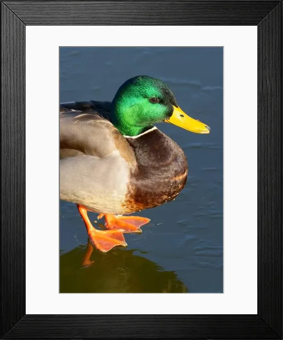 Framed Print : Mallard (Anas platyrhynchos), George C Reifel Migratory Bird Sanctuary, British Columbia, Canada Framed Print : Mallard (Anas platyrhynchos), George C Reifel Migratory Bird Sanctuary, British Columbia, Canada