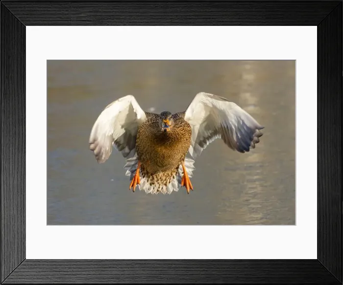 Framed Print : Mallard (Anas platyrhynchos), George C Reifel Migratory Bird Sanctuary, British Columbia, Canada Framed Print : Mallard (Anas platyrhynchos), George C Reifel Migratory Bird Sanctuary, British Columbia, Canada