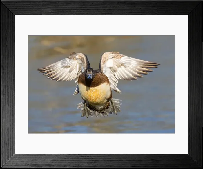 Framed Print : American wigeon (Mareca americana), George C Reifel Migratory Bird Sanctuary, British Columbia, Canada Framed Print : American wigeon (Mareca americana), George C Reifel Migratory Bird Sanctuary, British Columbia, Canada