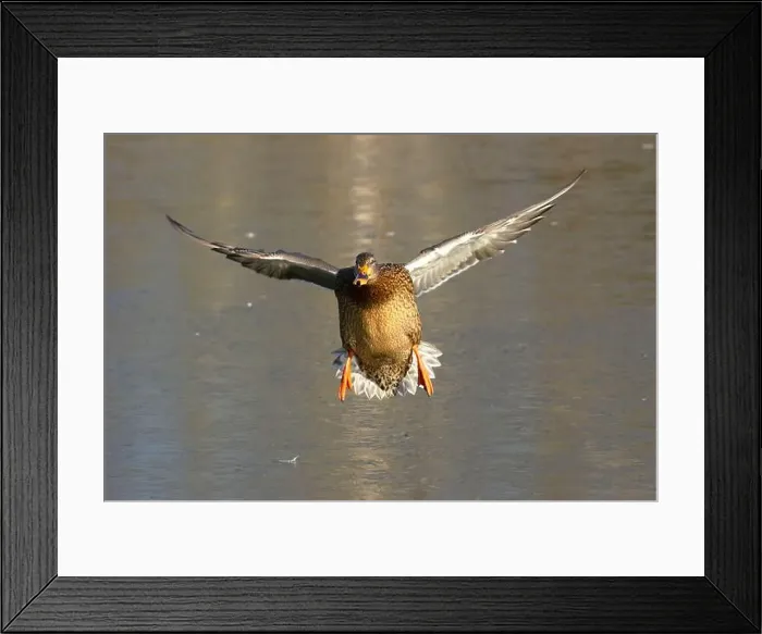Framed Print : Mallard (Anas platyrhynchos), George C Reifel Migratory Bird Sanctuary, British Columbia, Canada Framed Print : Mallard (Anas platyrhynchos), George C Reifel Migratory Bird Sanctuary, British Columbia, Canada