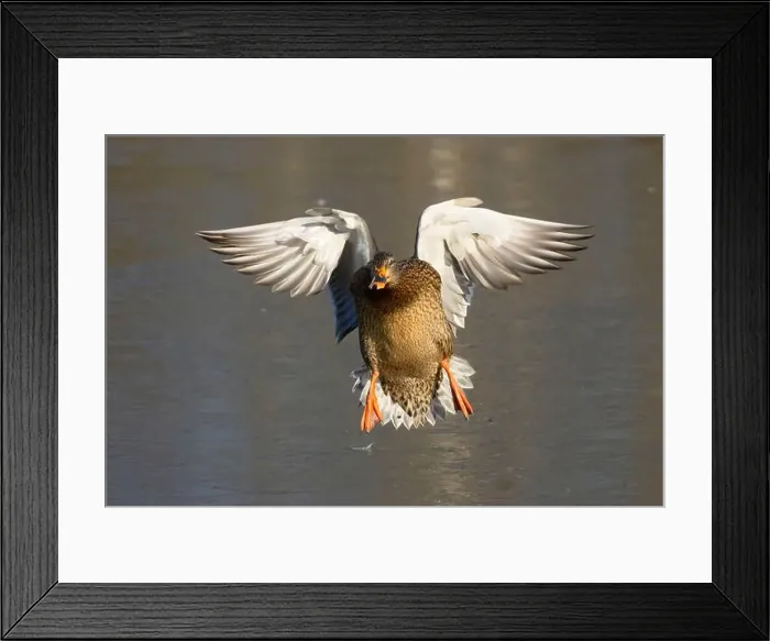 Framed Print : Mallard (Anas platyrhynchos), George C Reifel Migratory Bird Sanctuary, British Columbia, Canada Framed Print : Mallard (Anas platyrhynchos), George C Reifel Migratory Bird Sanctuary, British Columbia, Canada