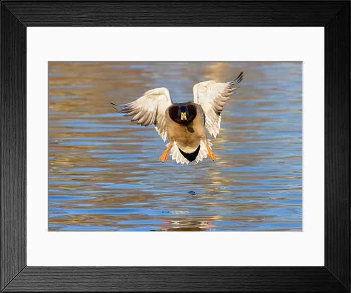 Framed Print : Mallard (Anas platyrhynchos), George C Reifel Migratory Bird Sanctuary, British Columbia, Canada Framed Print : Mallard (Anas platyrhynchos), George C Reifel Migratory Bird Sanctuary, British Columbia, Canada