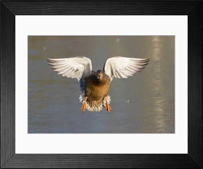 Framed Print : Mallard (Anas platyrhynchos), George C Reifel Migratory Bird Sanctuary, British Columbia, Canada Framed Print : Mallard (Anas platyrhynchos), George C Reifel Migratory Bird Sanctuary, British Columbia, Canada