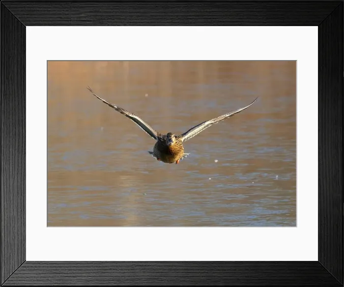 Framed Print : Mallard (Anas platyrhynchos), George C Reifel Migratory Bird Sanctuary, British Columbia, Canada Framed Print : Mallard (Anas platyrhynchos), George C Reifel Migratory Bird Sanctuary, British Columbia, Canada