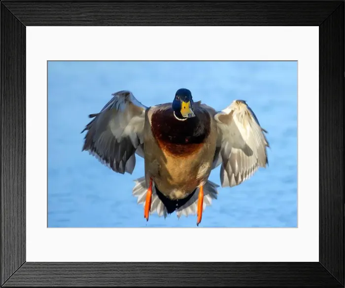 Framed Print : Mallard (Anas platyrhynchos), George C Reifel Migratory Bird Sanctuary, British Columbia, Canada Framed Print : Mallard (Anas platyrhynchos), George C Reifel Migratory Bird Sanctuary, British Columbia, Canada