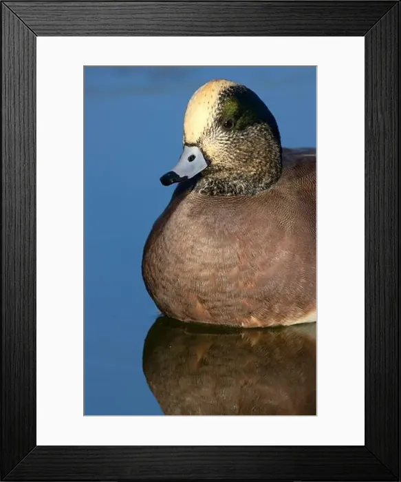 Framed Print : American wigeon (Mareca americana), George C Reifel Migratory Bird Sanctuary, British Columbia, Canada Framed Print : American wigeon (Mareca americana), George C Reifel Migratory Bird Sanctuary, British Columbia, Canada