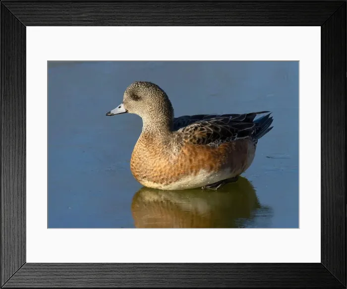 Framed Print : American wigeon (Mareca americana), George C Reifel Migratory Bird Sanctuary, British Columbia, Canada Framed Print : American wigeon (Mareca americana), George C Reifel Migratory Bird Sanctuary, British Columbia, Canada