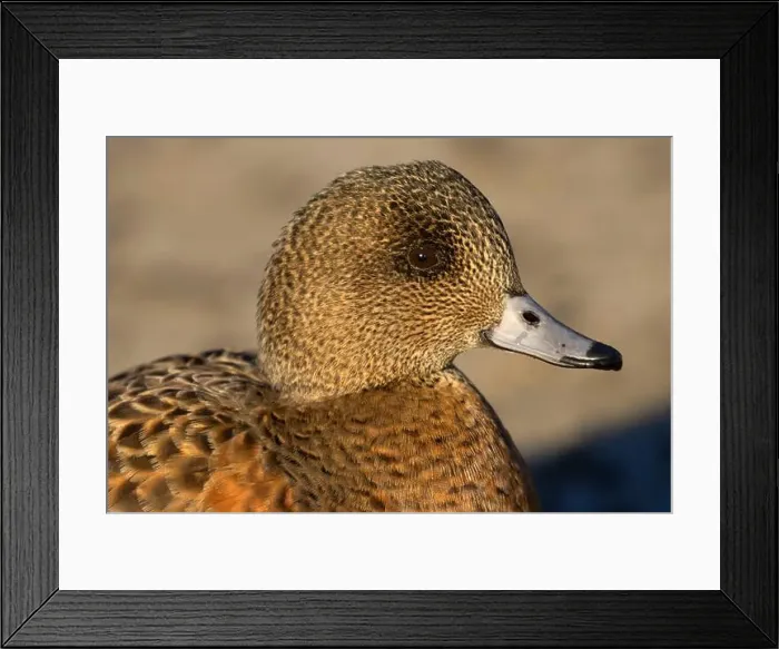 Framed Print : American wigeon (Mareca americana), George C Reifel Migratory Bird Sanctuary, British Columbia, Canada Framed Print : American wigeon (Mareca americana), George C Reifel Migratory Bird Sanctuary, British Columbia, Canada