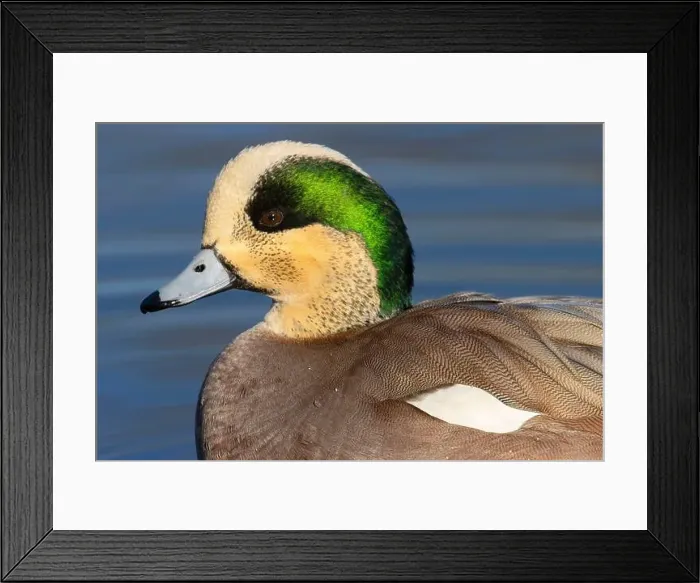 Framed Print : American wigeon (Mareca americana), George C Reifel Migratory Bird Sanctuary, British Columbia, Canada Framed Print : American wigeon (Mareca americana), George C Reifel Migratory Bird Sanctuary, British Columbia, Canada