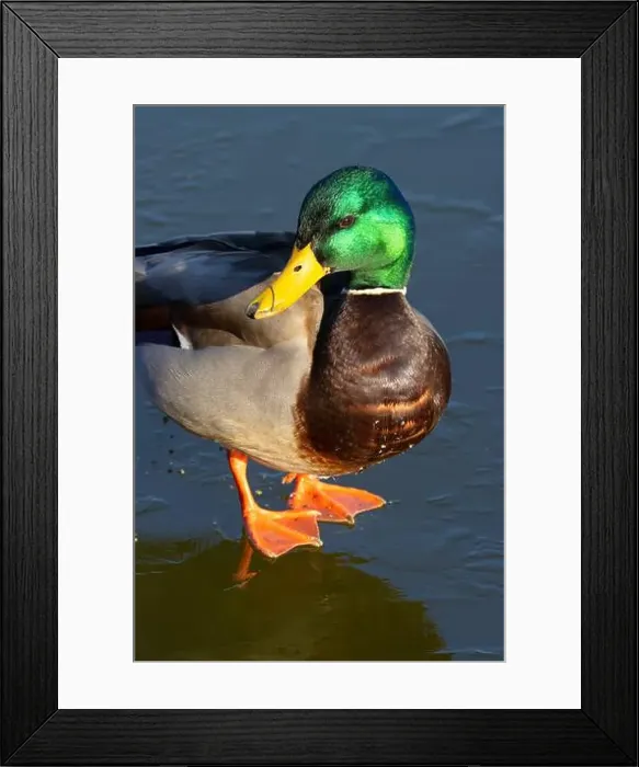 Framed Print : Mallard (Anas platyrhynchos), George C Reifel Migratory Bird Sanctuary, British Columbia, Canada Framed Print : Mallard (Anas platyrhynchos), George C Reifel Migratory Bird Sanctuary, British Columbia, Canada