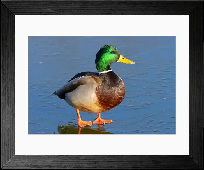 Framed Print : Mallard (Anas platyrhynchos), George C Reifel Migratory Bird Sanctuary, British Columbia, Canada Framed Print : Mallard (Anas platyrhynchos), George C Reifel Migratory Bird Sanctuary, British Columbia, Canada