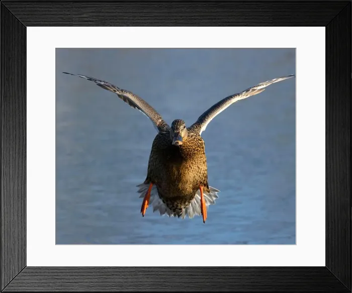 Framed Print : Mallard (Anas platyrhynchos), George C Reifel Migratory Bird Sanctuary, British Columbia, Canada Framed Print : Mallard (Anas platyrhynchos), George C Reifel Migratory Bird Sanctuary, British Columbia, Canada