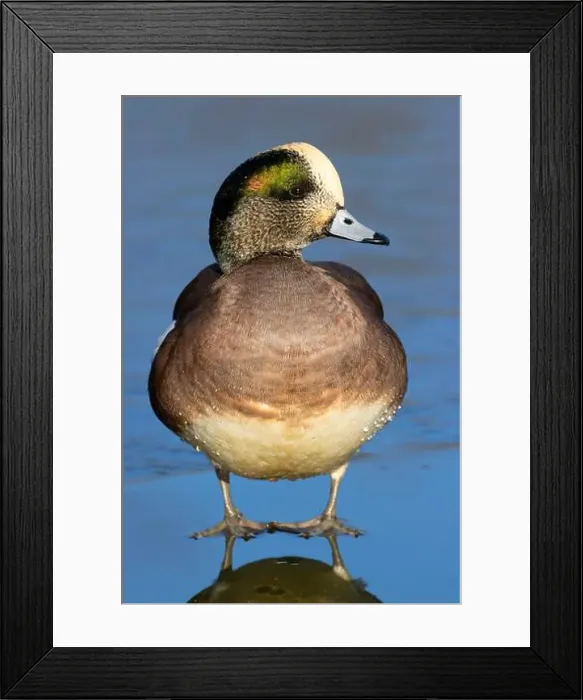Framed Print : American wigeon (Mareca americana), George C Reifel Migratory Bird Sanctuary, British Columbia, Canada Framed Print : American wigeon (Mareca americana), George C Reifel Migratory Bird Sanctuary, British Columbia, Canada