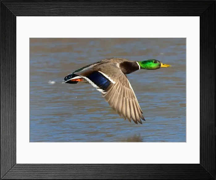 Framed Print : Mallard (Anas platyrhynchos), George C Reifel Migratory Bird Sanctuary, British Columbia, Canada Framed Print : Mallard (Anas platyrhynchos), George C Reifel Migratory Bird Sanctuary, British Columbia, Canada