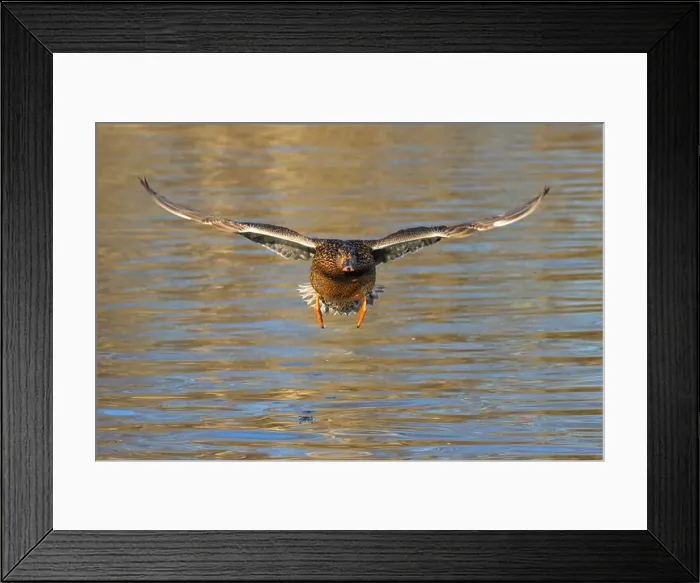 Framed Print : Mallard (Anas platyrhynchos), George C Reifel Migratory Bird Sanctuary, British Columbia, Canada Framed Print : Mallard (Anas platyrhynchos), George C Reifel Migratory Bird Sanctuary, British Columbia, Canada