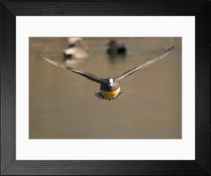 Framed Print : American wigeon (Mareca americana), George C Reifel Migratory Bird Sanctuary, British Columbia, Canada Framed Print : American wigeon (Mareca americana), George C Reifel Migratory Bird Sanctuary, British Columbia, Canada