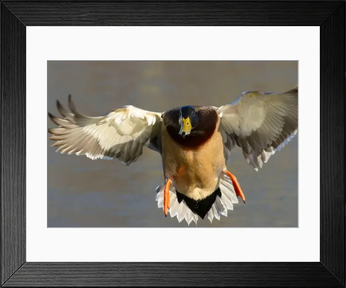 Framed Print : Mallard (Anas platyrhynchos), George C Reifel Migratory Bird Sanctuary, British Columbia, Canada Framed Print : Mallard (Anas platyrhynchos), George C Reifel Migratory Bird Sanctuary, British Columbia, Canada