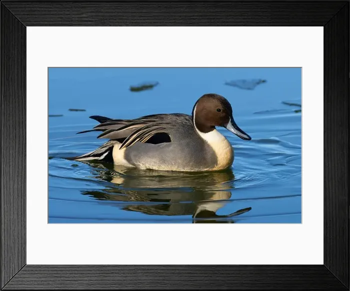 Framed Print : Northern pintail (Anas acuta), George C Reifel Migratory Bird Sanctuary, British Columbia, Canada Framed Print : Northern pintail (Anas acuta), George C Reifel Migratory Bird Sanctuary, British Columbia, Canada