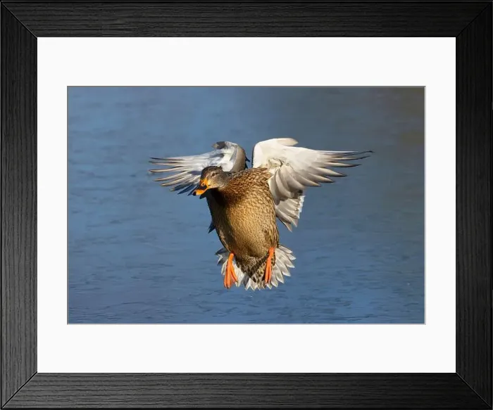 Framed Print : Mallard (Anas platyrhynchos), George C Reifel Migratory Bird Sanctuary, British Columbia, Canada Framed Print : Mallard (Anas platyrhynchos), George C Reifel Migratory Bird Sanctuary, British Columbia, Canada