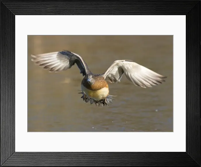 Framed Print : American wigeon (Mareca americana), George C Reifel Migratory Bird Sanctuary, British Columbia, Canada Framed Print : American wigeon (Mareca americana), George C Reifel Migratory Bird Sanctuary, British Columbia, Canada