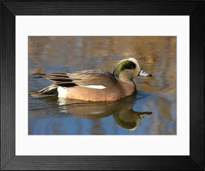 Framed Print : American wigeon (Mareca americana), George C Reifel Migratory Bird Sanctuary, British Columbia, Canada Framed Print : American wigeon (Mareca americana), George C Reifel Migratory Bird Sanctuary, British Columbia, Canada