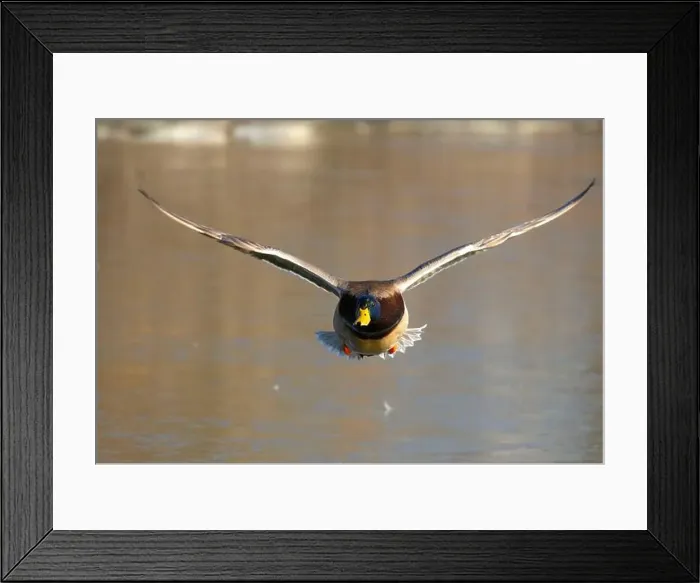 Framed Print : Mallard (Anas platyrhynchos), George C Reifel Migratory Bird Sanctuary, British Columbia, Canada Framed Print : Mallard (Anas platyrhynchos), George C Reifel Migratory Bird Sanctuary, British Columbia, Canada